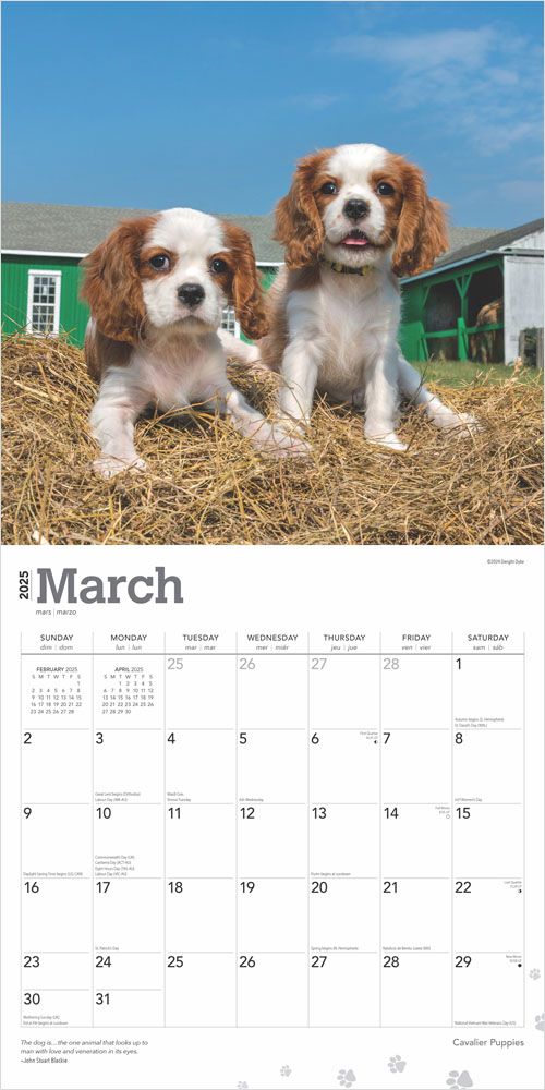 2025 Cavalier King Charles Spaniels Puppies Calendar