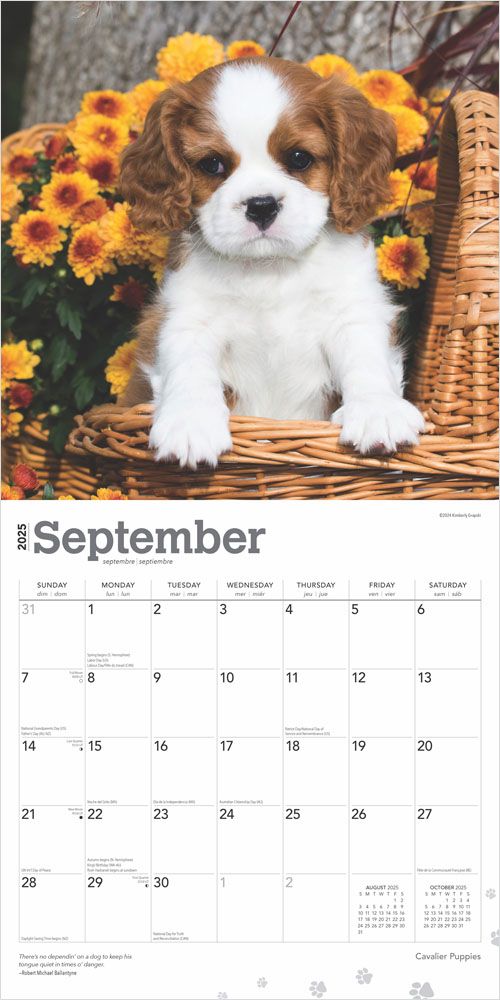 2025 Cavalier King Charles Spaniels Puppies Calendar