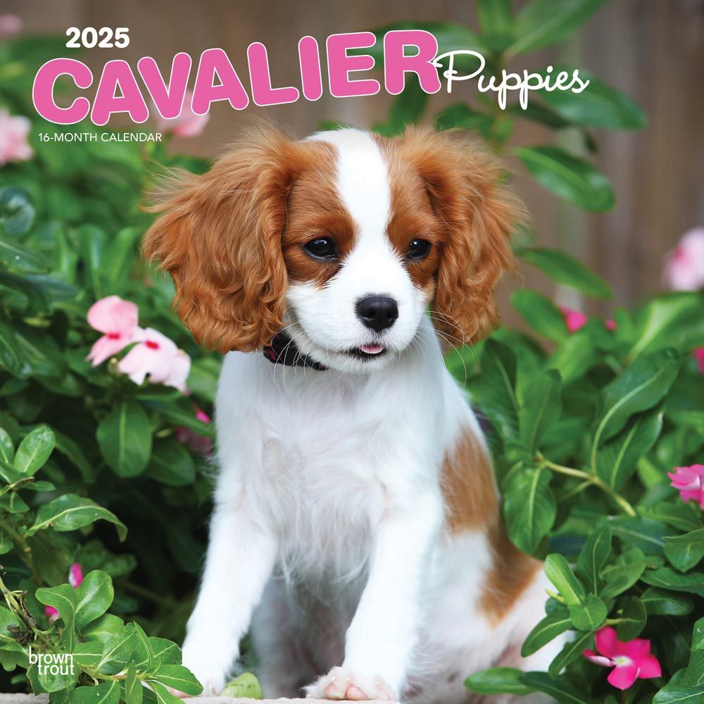 2025 Cavalier King Charles Spaniels Puppies Calendar