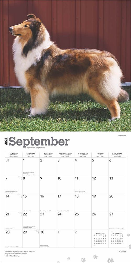 2025 Collies Calendar