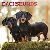 2025 Dachshunds Calendar