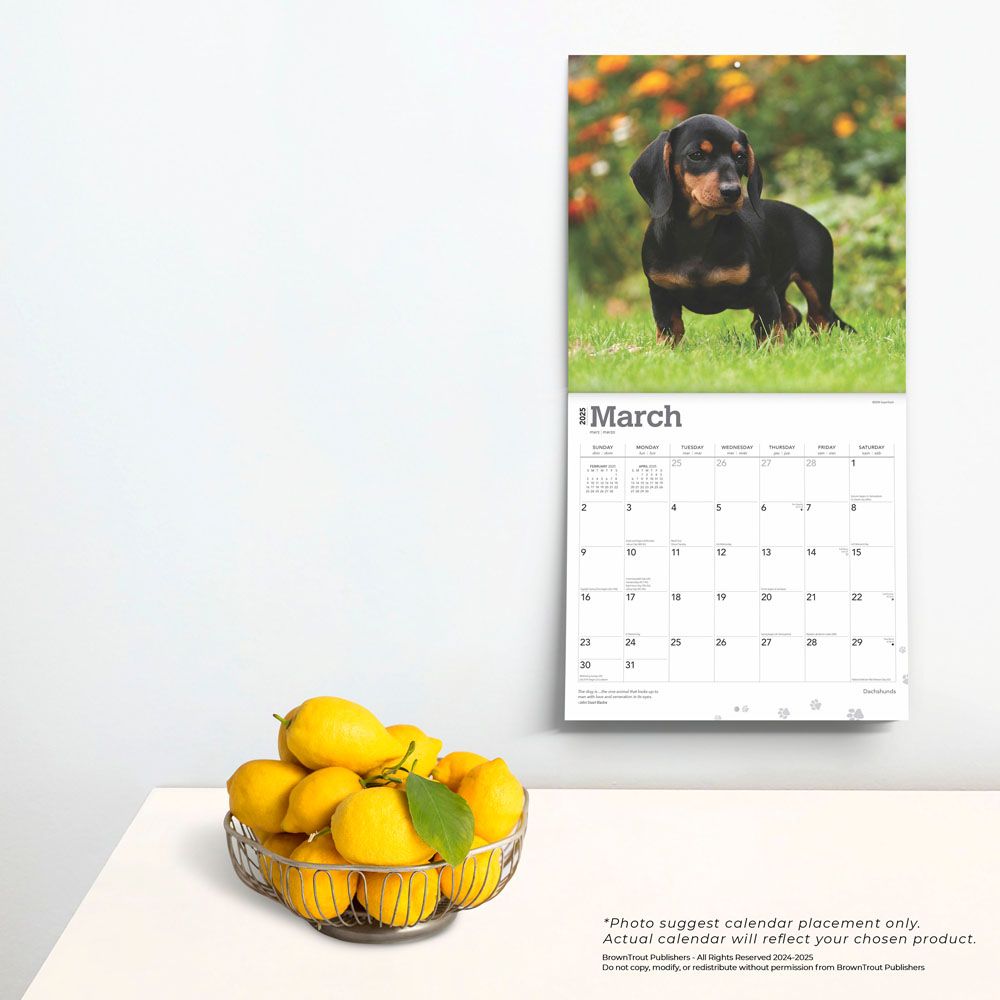 2025 Dachshunds Calendar