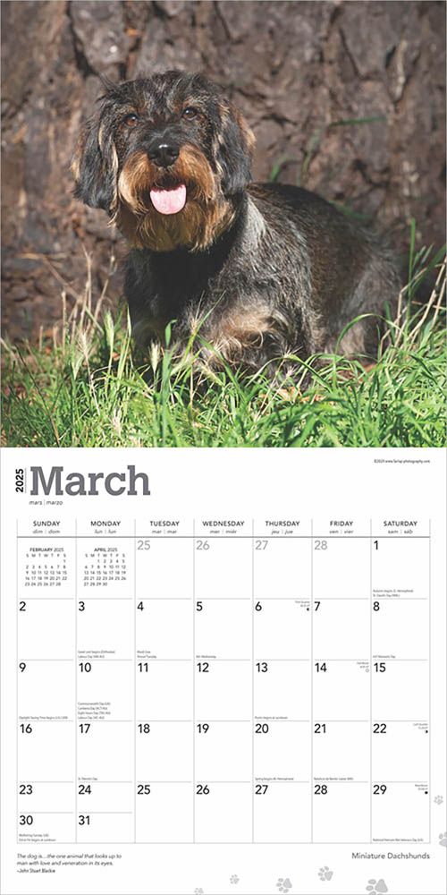 2025 Dachshunds Miniature Calendar