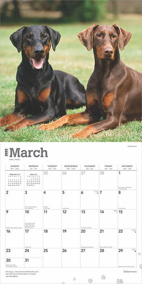 2025 Dobermans Calendar