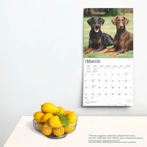 2025 Dobermans Calendar