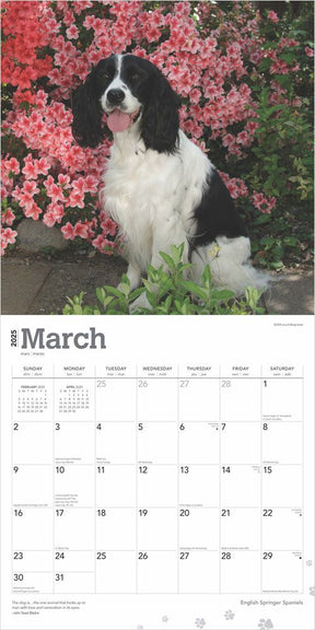 2025 English Springer Spaniels Calendar