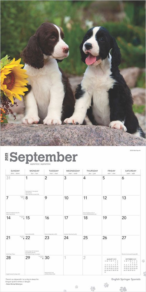 2025 English Springer Spaniels Calendar