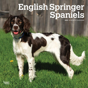 2025 English Springer Spaniels Calendar