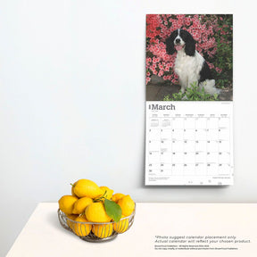 2025 English Springer Spaniels Calendar