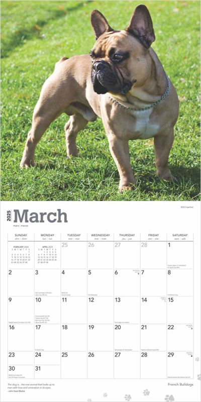 2025 French Bulldogs Calendar