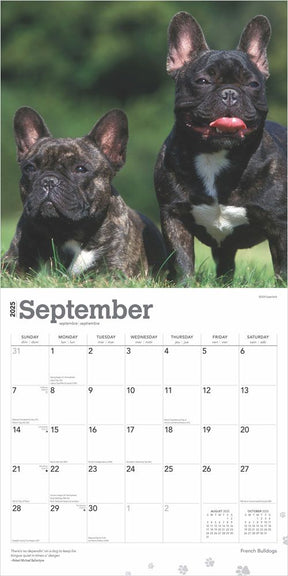 2025 French Bulldogs Calendar