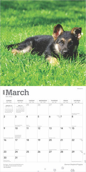 2025 German Shepherd Puppies Calendar