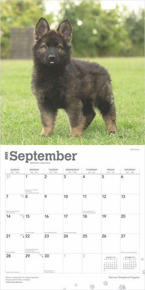 2025 German Shepherd Puppies Calendar