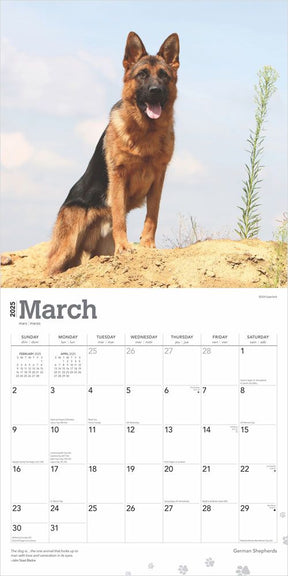 2025 German Shepherds Calendar