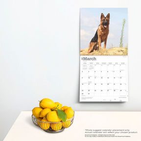 2025 German Shepherds Calendar