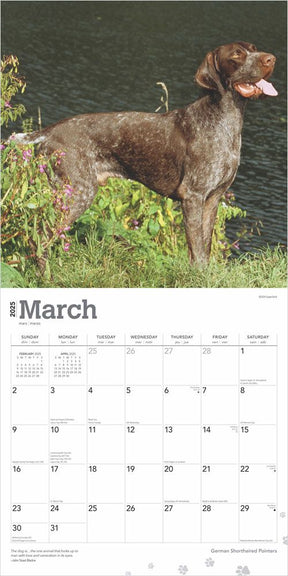 2025 German Shorthaired Pointers Calendar