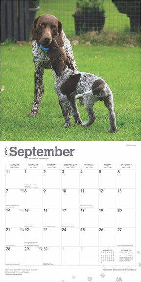 2025 German Shorthaired Pointers Calendar