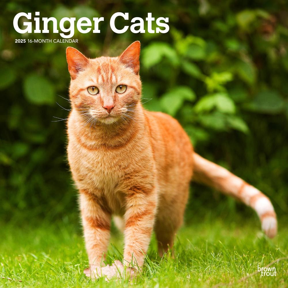 2025 Ginger Cats Calendar