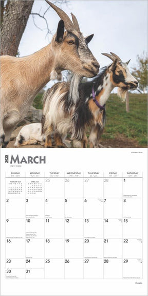 2025 Goats Calendar