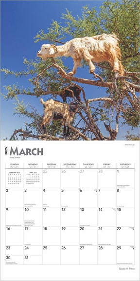 2025 Goats In Trees Calendar