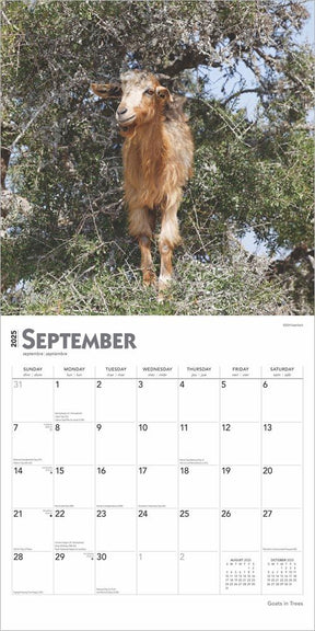 2025 Goats In Trees Calendar