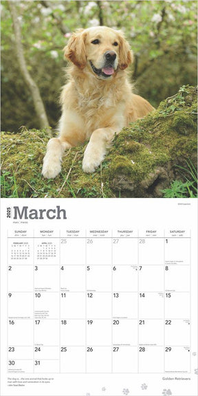 2025 Golden Retrievers Calendar