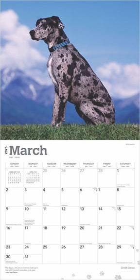 2025 Great Danes Calendar