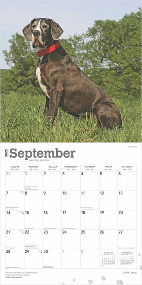 2025 Great Danes Calendar