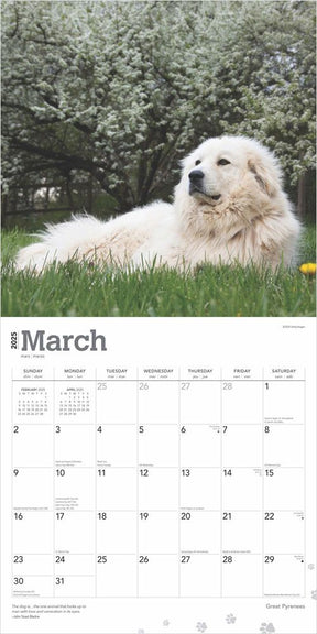 2025 Great Pyrenees Calendar