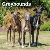 2025 Greyhounds Calendar