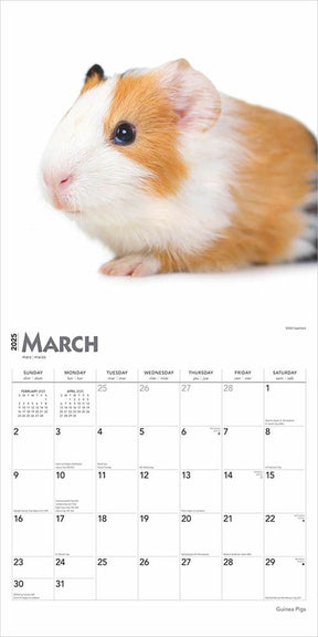 2025 Guinea Pigs Calendar