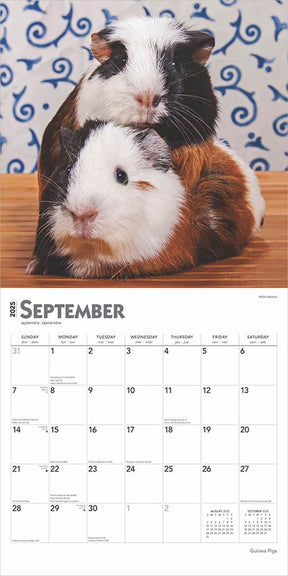 2025 Guinea Pigs Calendar