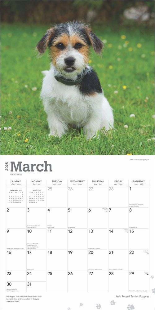 2025 Jack Russell Terrier Puppies Calendar