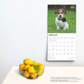 2025 Jack Russell Terrier Puppies Calendar