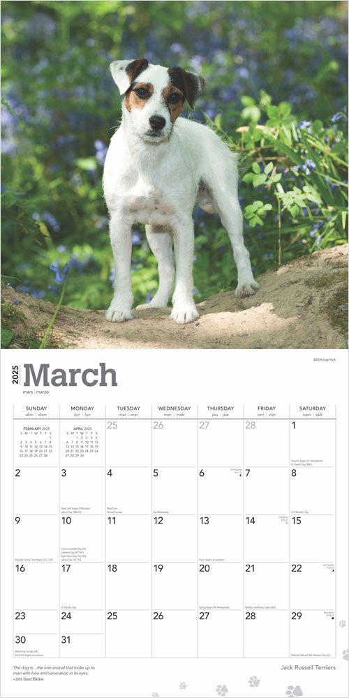 2025 Jack Russell Terrier Calendar