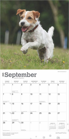 2025 Jack Russell Terrier Calendar