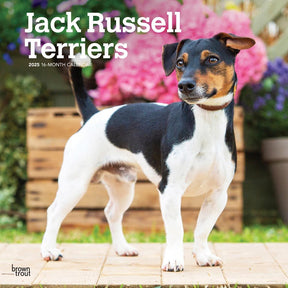 2025 Jack Russell Terrier Calendar