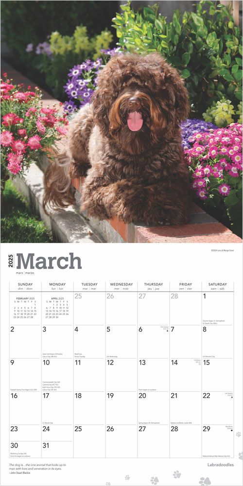 2025 Labradoodles Calendar