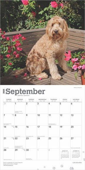 2025 Labradoodles Calendar