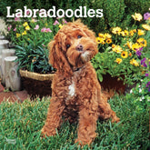 2025 Labradoodles Calendar