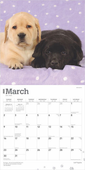 2025 Labrador Retriever Puppies Calendar