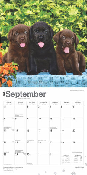 2025 Labrador Retriever Puppies Calendar