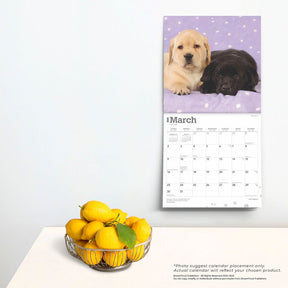 2025 Labrador Retriever Puppies Calendar