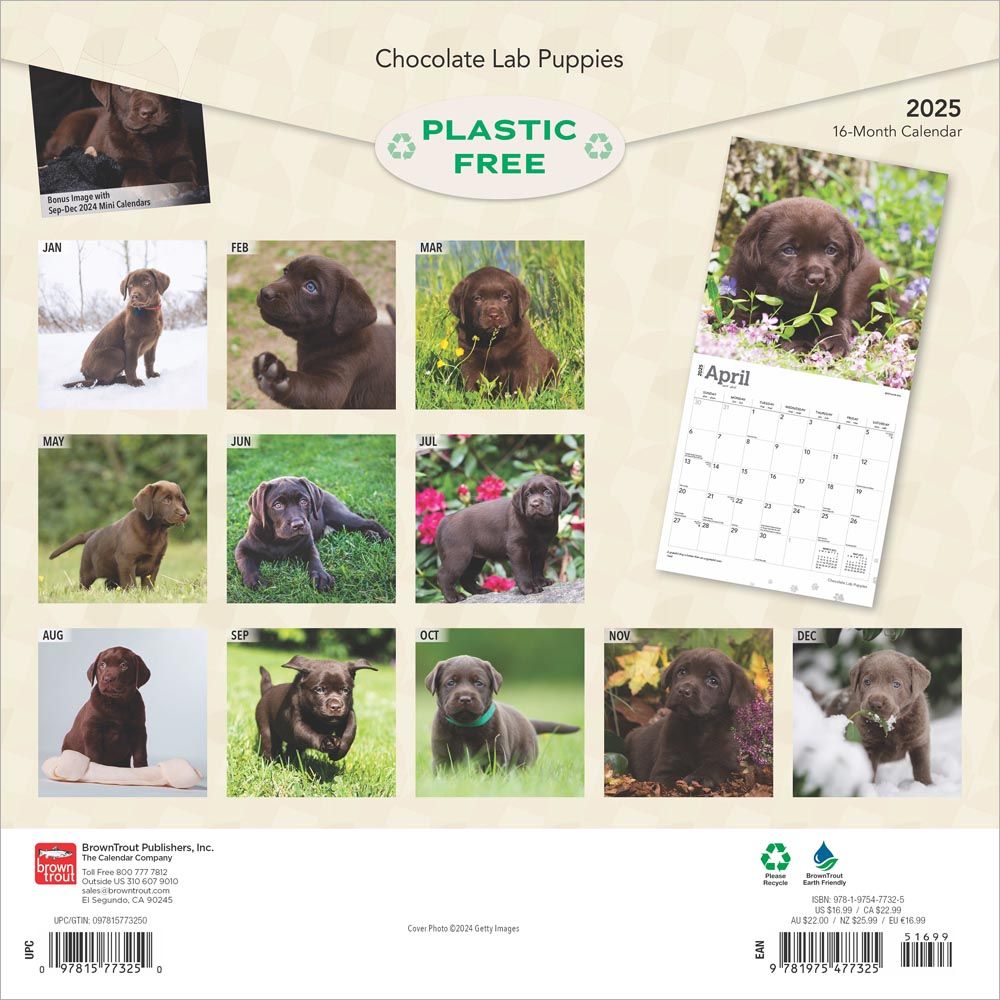 2025 Chocolate Labrador Retriever Puppies Calendar