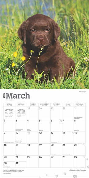 2025 Chocolate Labrador Retriever Puppies Calendar