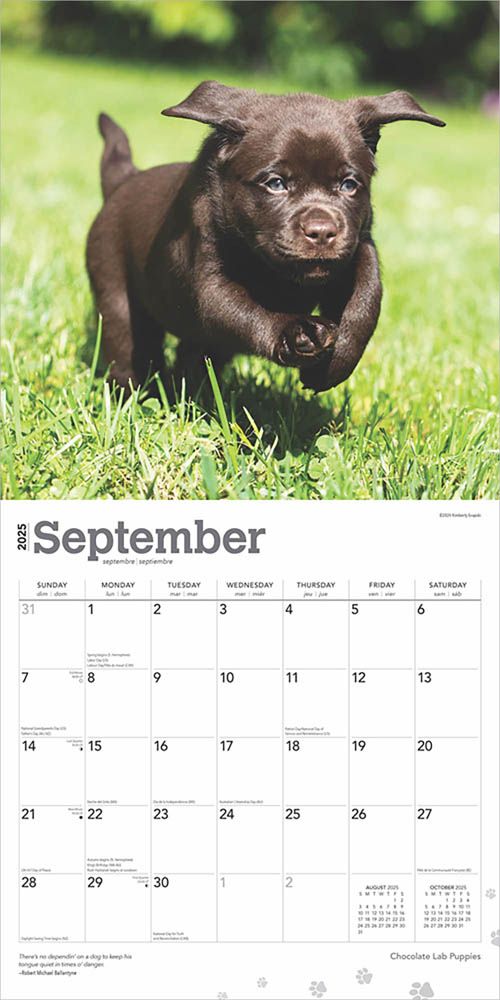 2025 Chocolate Labrador Retriever Puppies Calendar