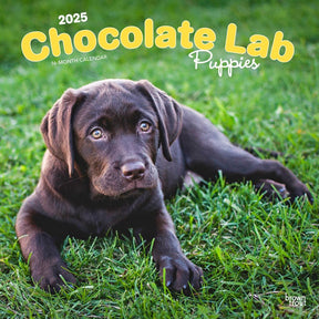 2025 Chocolate Labrador Retriever Puppies Calendar