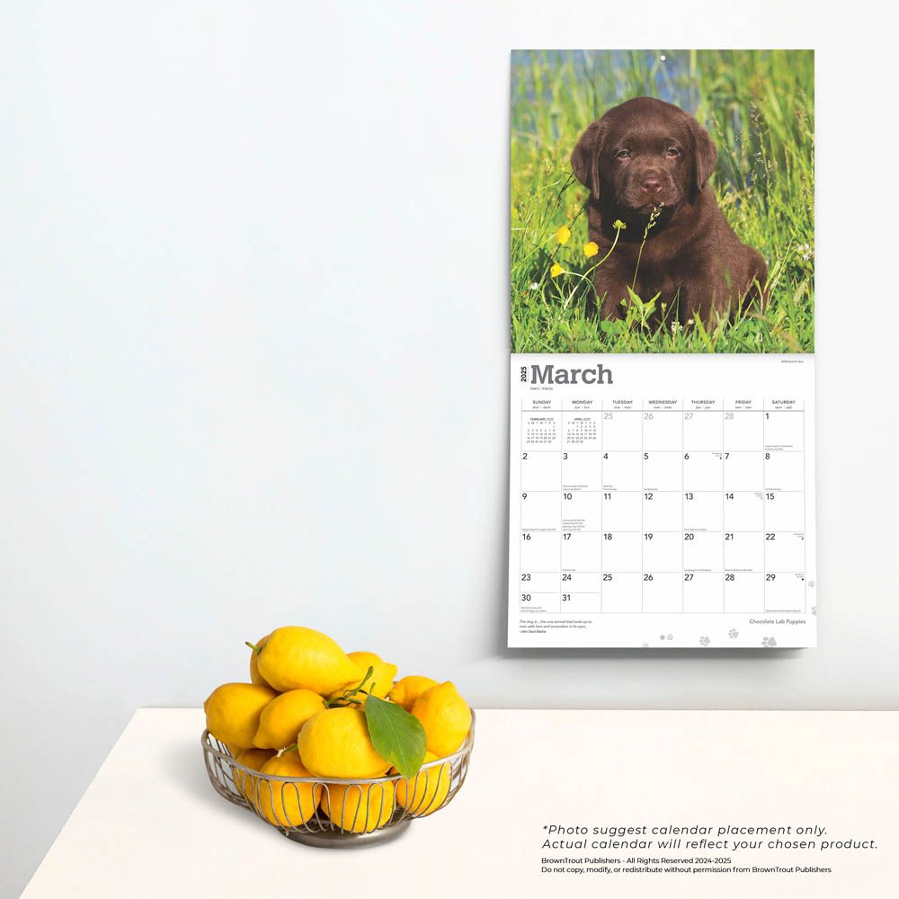 2025 Chocolate Labrador Retriever Puppies Calendar