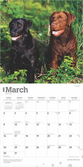 2025 Labrador Retrievers Calendar