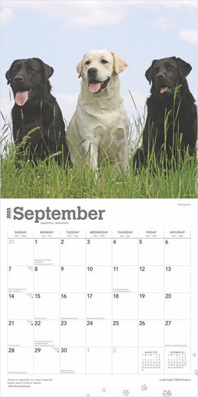 2025 Labrador Retrievers Calendar